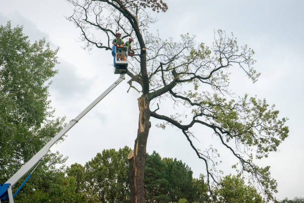 Tree and Shrub Care in Emmonak, AK