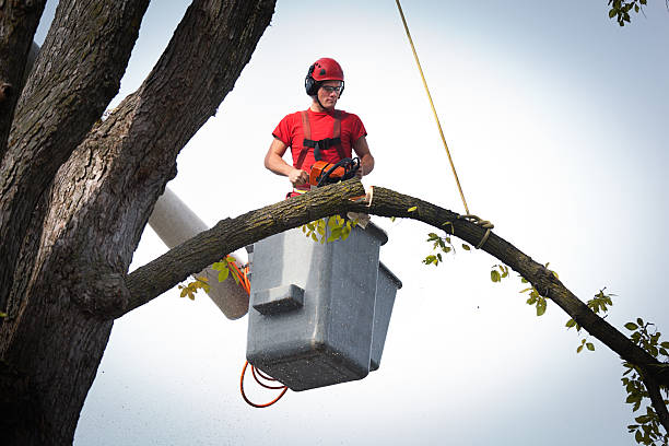 Professional Tree Services in Emmonak, AK