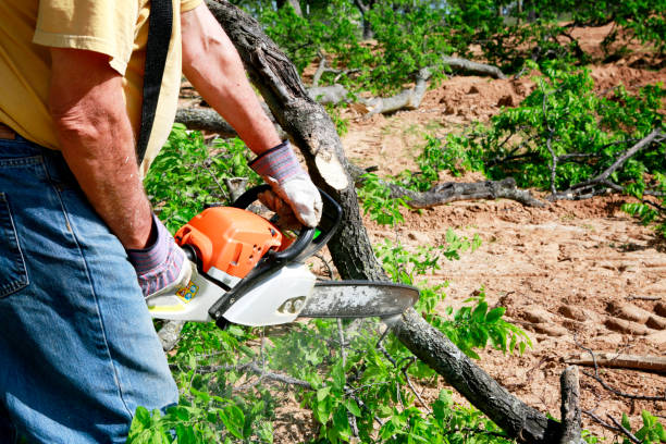 Best Fruit Tree Pruning  in Emmon, AK